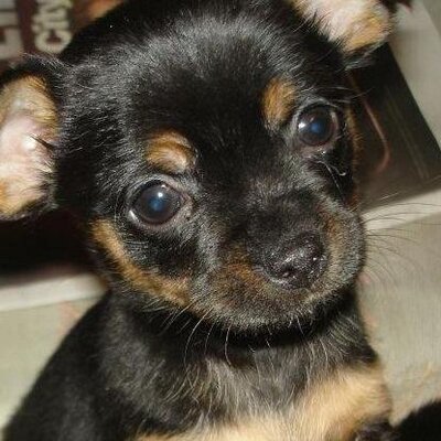 RonWatts - Twitter Profile Picture of RonWatts (@wrongwatch) on Twitter