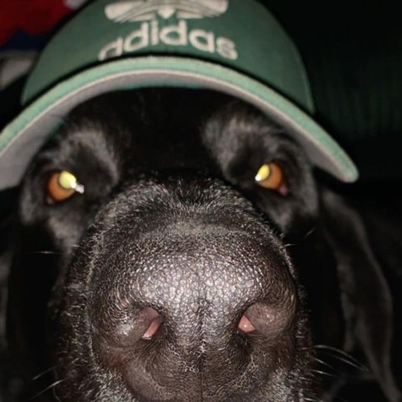 Profile Picture of Zep Morais (@zeppelinmorais) on Poshmark