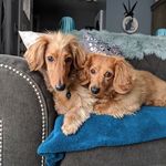 Profile Picture of Ollie & Devlin (@ollieanddevlin) on Instagram