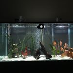 Profile Picture of Tanis Scott (@aquarium_swimys) on Instagram