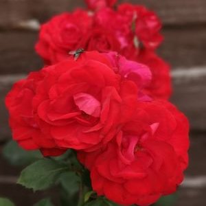 Profile Picture of Michael Huxley-coles (@ColesHuxley) on Twitter