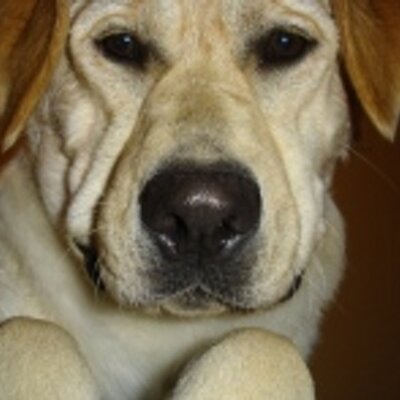 Profile Picture of Kevin Dineen (@HodagKMD) on Twitter