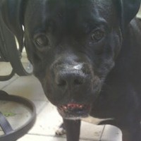 Profile Picture of Steven Bozzo Jr (@steven-bozzo-jr) on Quora