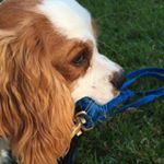 Profile Picture of Cavalier Scott (@cavalier.scott) on Instagram