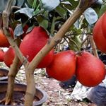 Profile Picture of MMD.Pourabedin (@bonsai.fruits) on Instagram