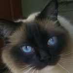 Profile Picture of Steve Wiedemann (@nyrssteve) on Instagram