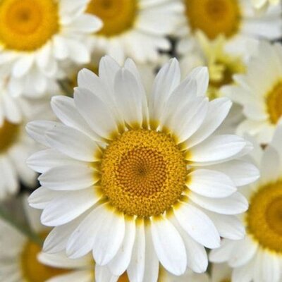 Profile Picture of Frapps_03 (@dawn_doty) on Twitter