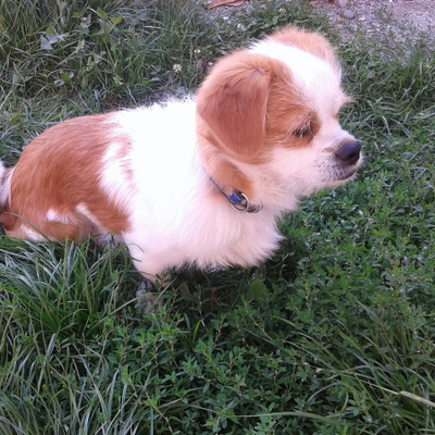 Profile Picture of Biltiu Ioan (@GYOVANY00) on Twitter