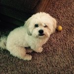 Profile Picture of Cody Piontkowski (@cody_1811) on Instagram