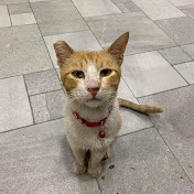 Profile Picture of Kenneth Munoz (@klm017) on Youtube