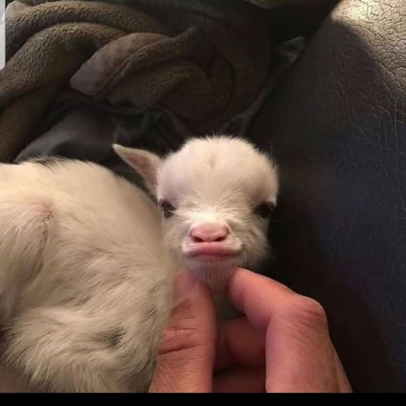 Profile Picture of Kimberly Darnell (@kimberlydarnell) on Poshmark