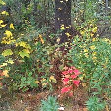 Profile Picture of Laurie Larson (@laurieelarson52) on Twitter