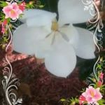 Profile Picture of Shawna Brittany (@brittanyshawna) on Instagram