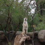 Brian Gilhooly - Instagram Profile Picture of Brian Gilhooly (@somesaycheese) on Instagram