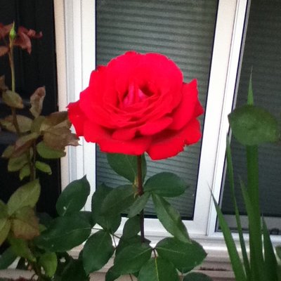 Profile Picture of Iris Chicas (@IrisChicas7) on Twitter