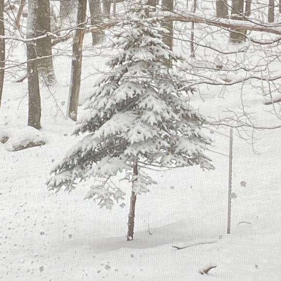 Profile Picture of Crissy Horvitz (@crissyhorvitz) on Poshmark