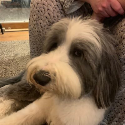 Profile Picture of Tom Batchelor (@DexterBerkeley) on Twitter