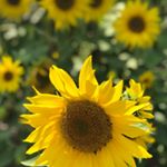 Profile Picture of Drita Lucaj (@dritalucaj) on Instagram