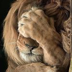 Profile Picture of Peter Tillemans (@tillemansp) on Instagram