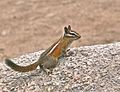 Profile Picture of Lodgepole chipmunkon Wikipedia