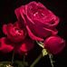 Profile Picture of Edith Haney (@edith.haney.370) on Facebook