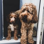 Profile Picture of Baxter & Jasper Reid (@baxterandjaspercockapoo) on Instagram
