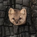 Profile Picture of joseph fraser (@josephfraser10) on Instagram