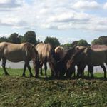 Profile Picture of albert elzinga (@albert.elzinga) on Instagram