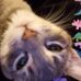 Profile Picture of Savannah Jean Hammersmith (@shammersmith2019) on Facebook