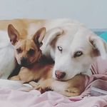 Profile Picture of Jiapsi y Benvenutto (@manadapetricor) on Instagram