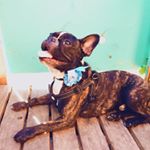 Profile Picture of Michelle Middleton (@paw_and_tongue) on Instagram