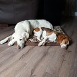 Profile Picture of Michelle St.Pierre (@shellshack12) on Instagram