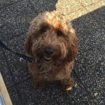 Profile Picture of Bailey Higgins🐩🌸 (@bbaileyhiggs) on Instagram