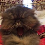 Profile Picture of Truman Philip Roberts (@truman__show) on Instagram