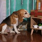 Brad Pitt - Instagram Profile Picture of Brad Pitt (@brad_beaglesc) on Instagram