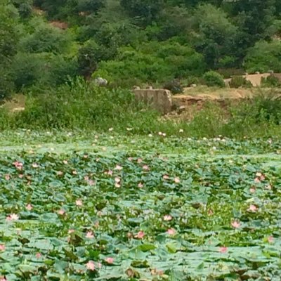 Profile Picture of Arvind Acharya (@arvindacharya01) on Twitter