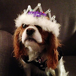 Profile Picture of Amanda Willis (@TheWillises) on Flickr