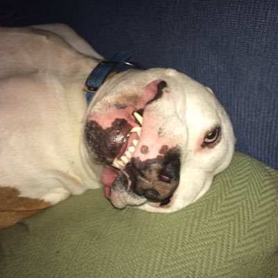 Profile Picture of Ben Buss (@benbuss6) on Twitter