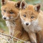 Nicole_Costa_Fox - Instagram Profile Picture of Nicole_Costa_Fox (@nicole_costa_fox) on Instagram