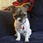 Profile Picture of Abby Moses (@abbythechorkie) on Instagram