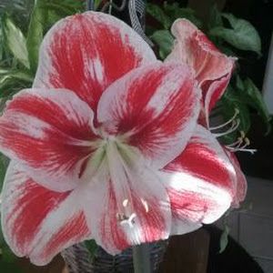 Profile Picture of margareteweiscopf (@margareteweiscopf) on Tiktok