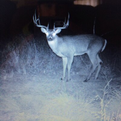 Profile Picture of Randy McCurry (@WhitetailMayhem) on Twitter