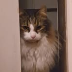 Profile Picture of Joshua Pearce (@Joshua-Pearce) on Facebook