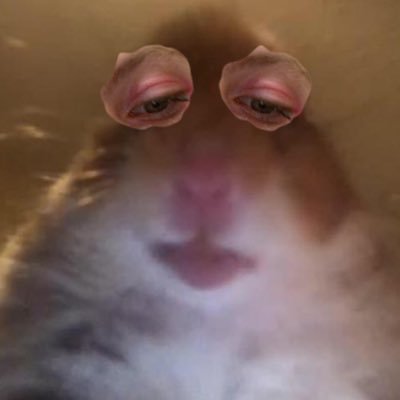 Profile Picture of Carli Andy (@carlitherat) on Twitter