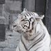 Profile Picture of Alexandre Oliveras (@alexandreoliveras) on Pinterest