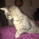 Profile Picture of Sorrow & Ruzbasan (@asthetic_animals) on Instagram