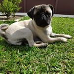 Profile Picture of David Gilmour (@gilmour_thedog) on Instagram