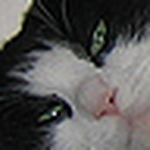 Profile Picture of Tina Long (@Life with Scooter) on Flickr