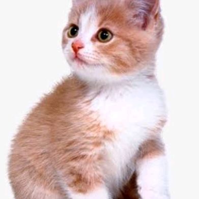 Profile Picture of lara keen (@lara.keen) on Tiktok