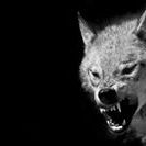 Profile Picture of Randall McGrew (@pfowolf) on Pinterest